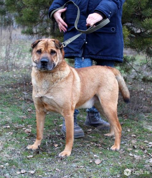 Балу бесплатно. Фото 1.