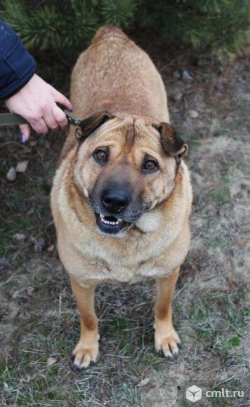 Балу бесплатно. Фото 4.