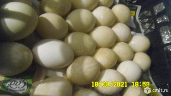 Яйцо для инкубации Индийский бегун