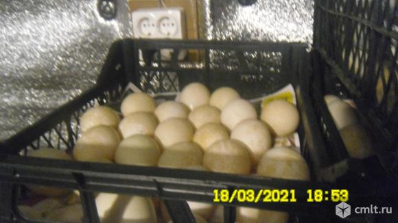 Инкубационное яйцо утки. Фото 1.