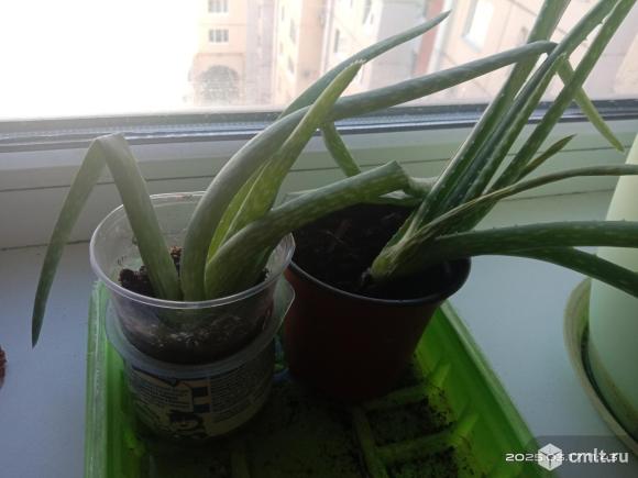Отростки алое, столетник. Фото 1.