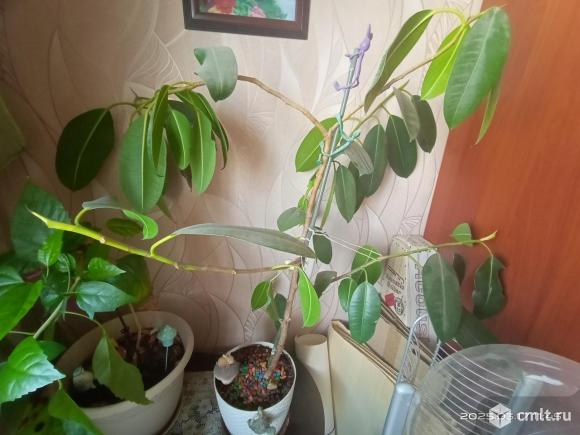 Фикус большой. Фото 1.