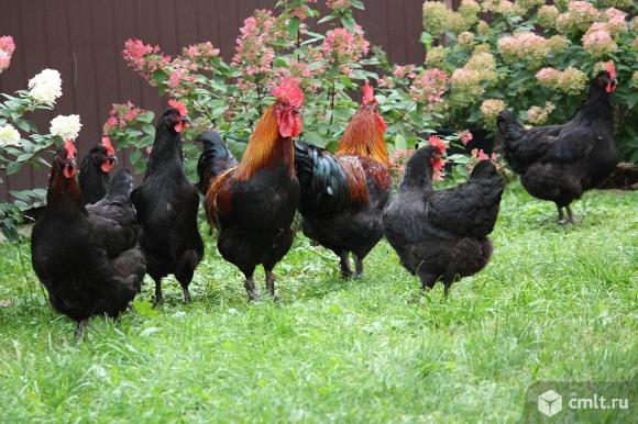 Домашние куры. Фото 1.
