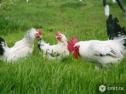 Домашние куры. Фото 3.