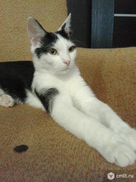 Молодой котейка Феликс в добрые руки. Фото 1.