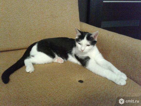 Молодой котейка Феликс в добрые руки. Фото 6.