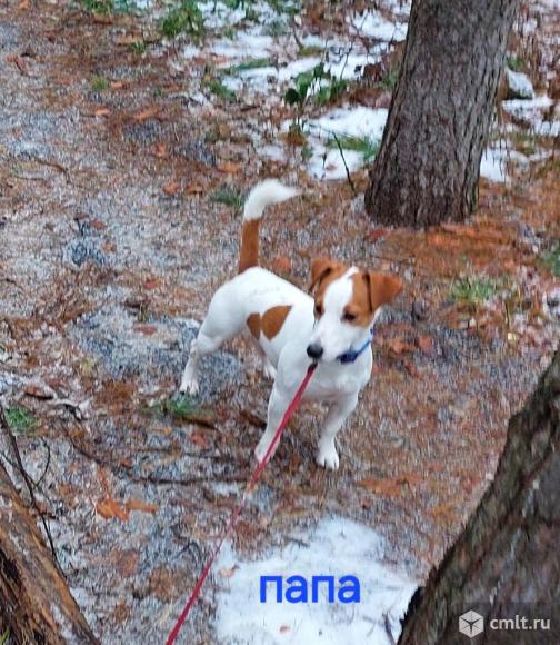 Джек Рассел терьер.. Фото 14.