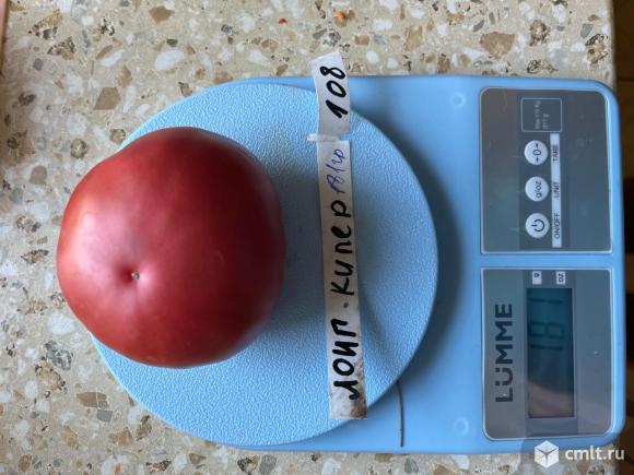 Рассада коллекционных сортов томатов, перца. Фото 1.