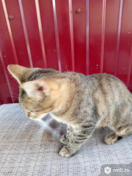 Кошечка. Фото 3.