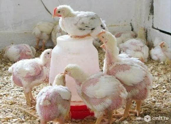 Супер бройлер РОСС308. Фото 1.