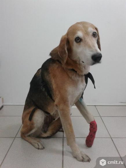 Полупородистая собака в добрые руки. Фото 1.