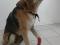 Полупородистая собака в добрые руки. Фото 2.