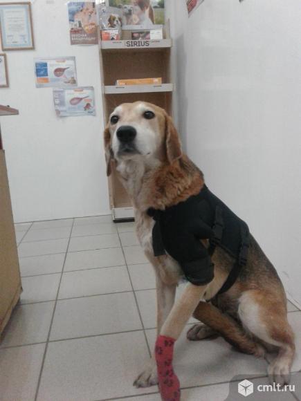 Полупородистая собака в добрые руки. Фото 5.