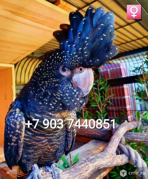 Траурный какаду Бэнкса, или краснохвостый траурный какаду. Фото 1.