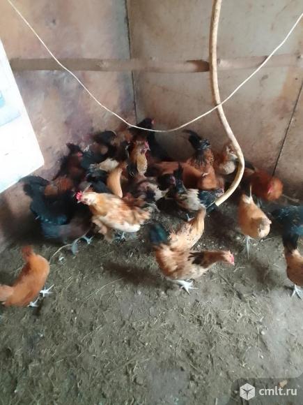 Бентамки, индюки. Фото 1.