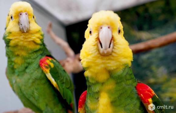 Желтоголовый амазон (Amazona oratrix) ручные птенцы из питомника. Фото 1.