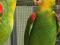 Желтоголовый амазон (Amazona oratrix) ручные птенцы из питомника. Фото 2.