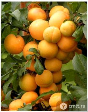 Слива колоновидная Мирабелла