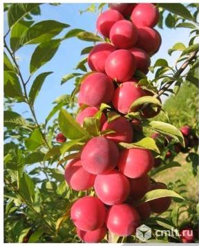 Слива колоновидная Империал