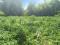 Участок 21 сот.. Фото 9.