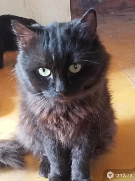 Отдам в хорошие руки. Фото 1.