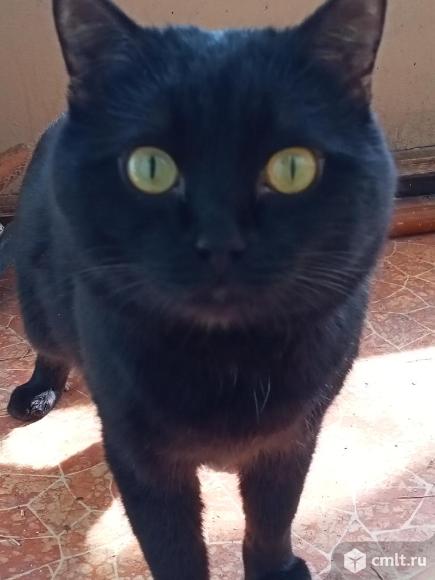 Отдам в хорошие руки. Фото 2.