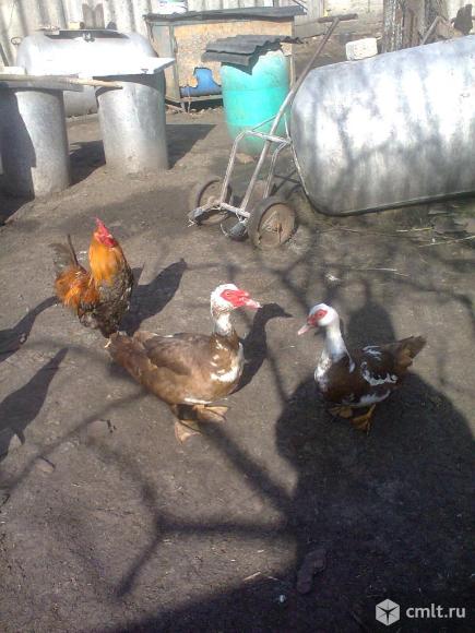 Яйца куриные. Фото 1.