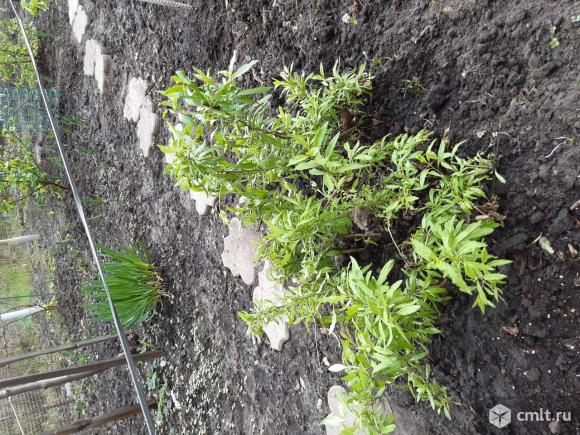 Годжи саженцы, сорт Принцесса Тао. Фото 1.