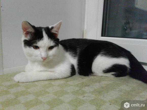 Молодой кот черно - белого окраса в добрые руки. Фото 6.