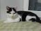 Молодой кот черно - белого окраса в добрые руки. Фото 3.