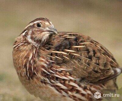 Перепела, инкубационное яйцо.. Фото 1.