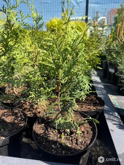 Туи, можжевельники, ели. Фото 3.