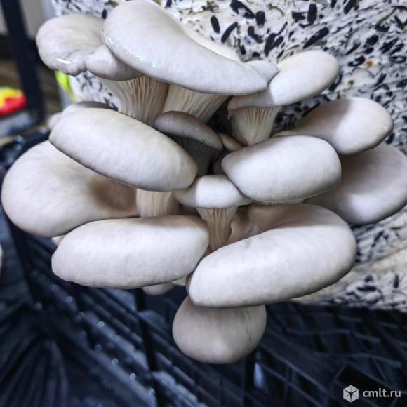 Блоки грибов. Фото 1.