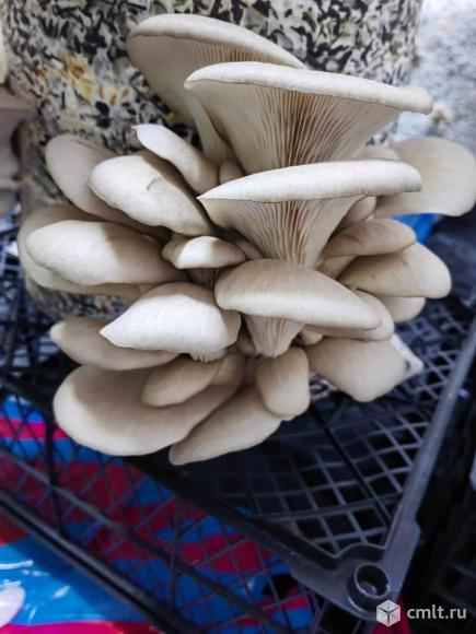 Блоки грибов. Фото 2.