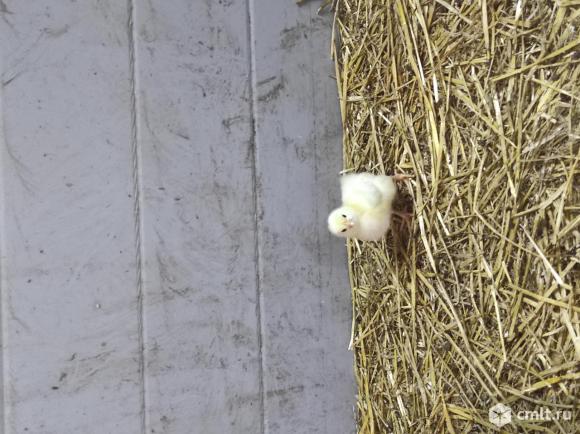 Цыплята мясояичные. Фото 1.