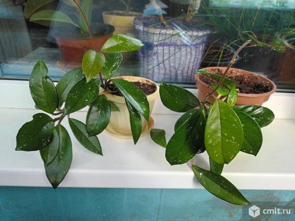 Хойя. Фото 1.