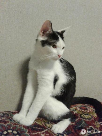Молодой (1 год) черно - белый кот в добрые руки. Фото 1.