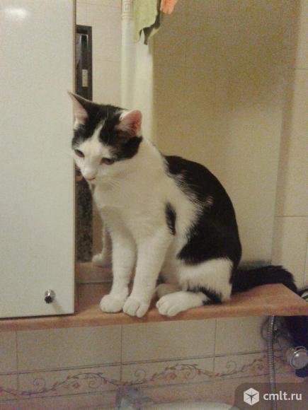 Молодой (1 год) черно - белый кот в добрые руки. Фото 5.
