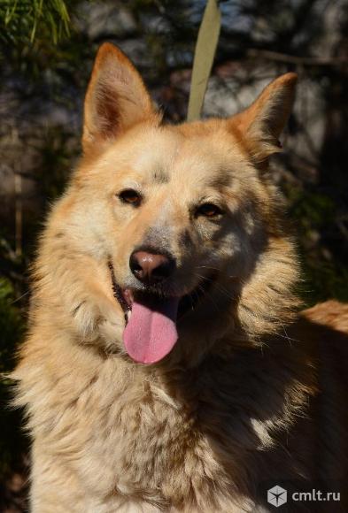 Собака-улыбака в добрые руки. Фото 1.