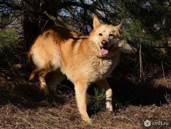 Собака-улыбака в добрые руки. Фото 4.
