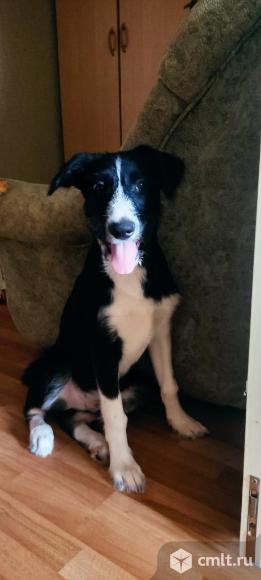 Щенкам нужен дом. Фото 1.