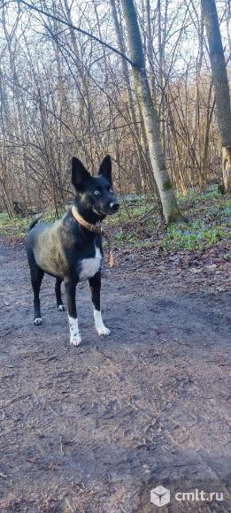 Щенкам нужен дом. Фото 5.