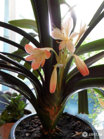 Кливия. Фото 1.