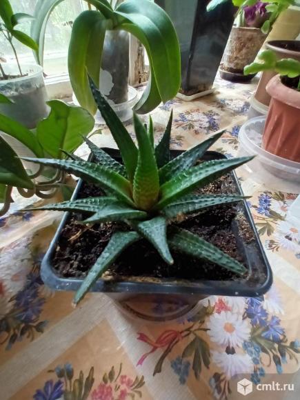 Хавортия. Фото 1.