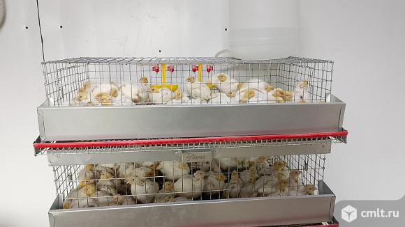 Перепела белый гигант. Фото 1.