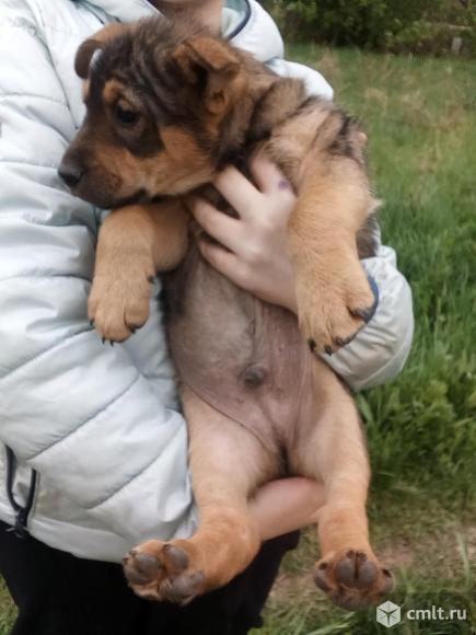 Щенки от небольшой собачки. Фото 1.