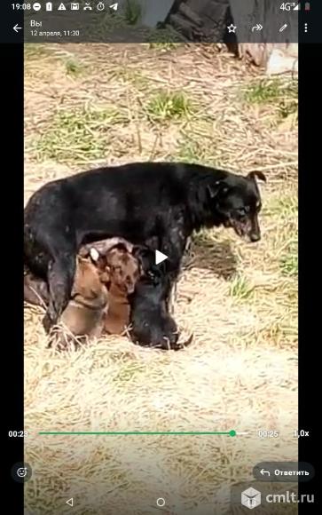 Щенки от небольшой собачки. Фото 17.