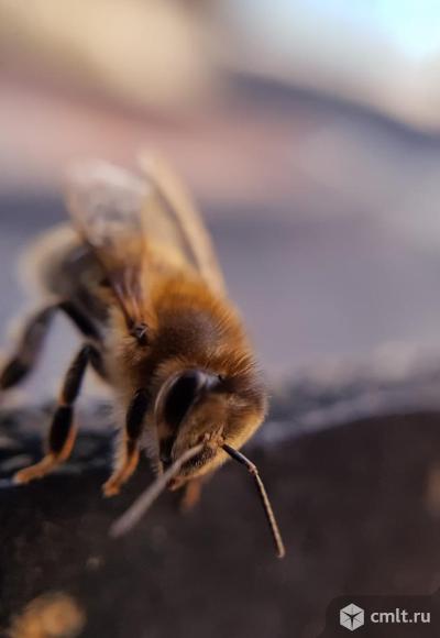 Пчелосемьи. Фото 1.