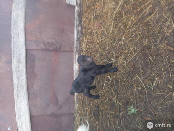 Козлик ламанча. Фото 1.