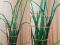 Сансиверия Цилиндрика. Фото 1.